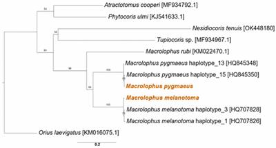 Rickettsia association with two Macrolophus (Heteroptera: Miridae) species: A comparative study of phylogenies and within-host localization patterns